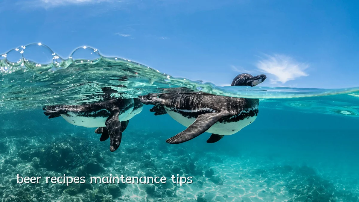 beer recipes maintenance tips