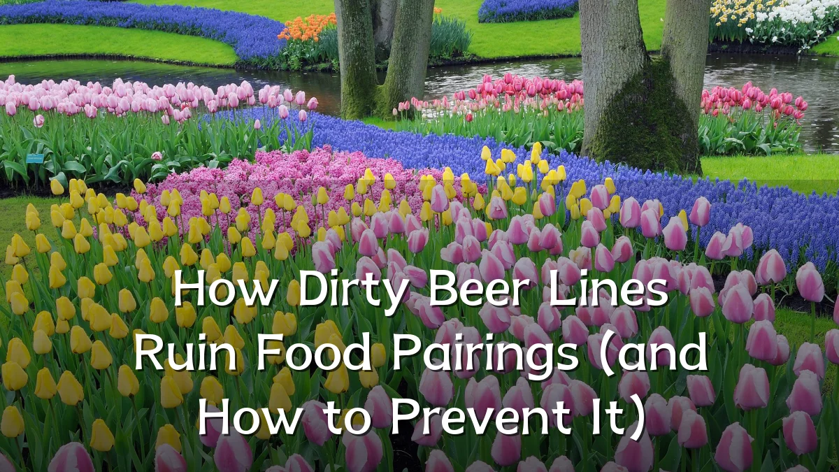 How Dirty Beer Lines Ruin Food Pairings (and How to Prevent It)