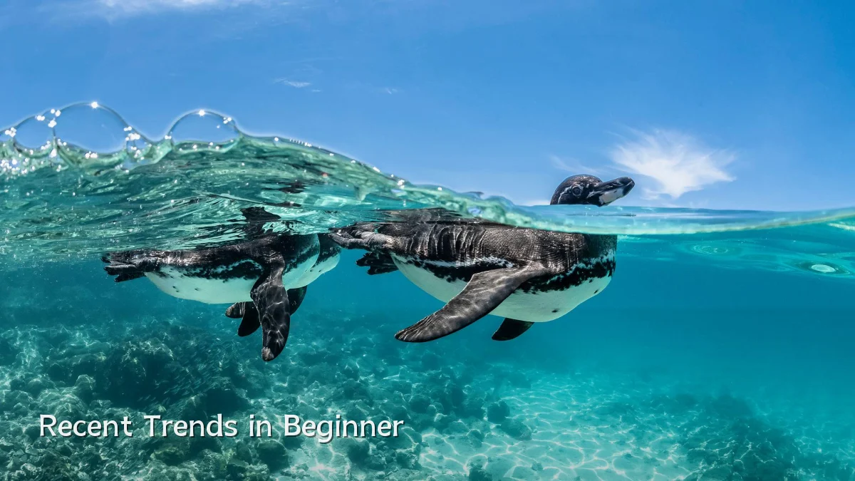 Recent Trends in Beginner